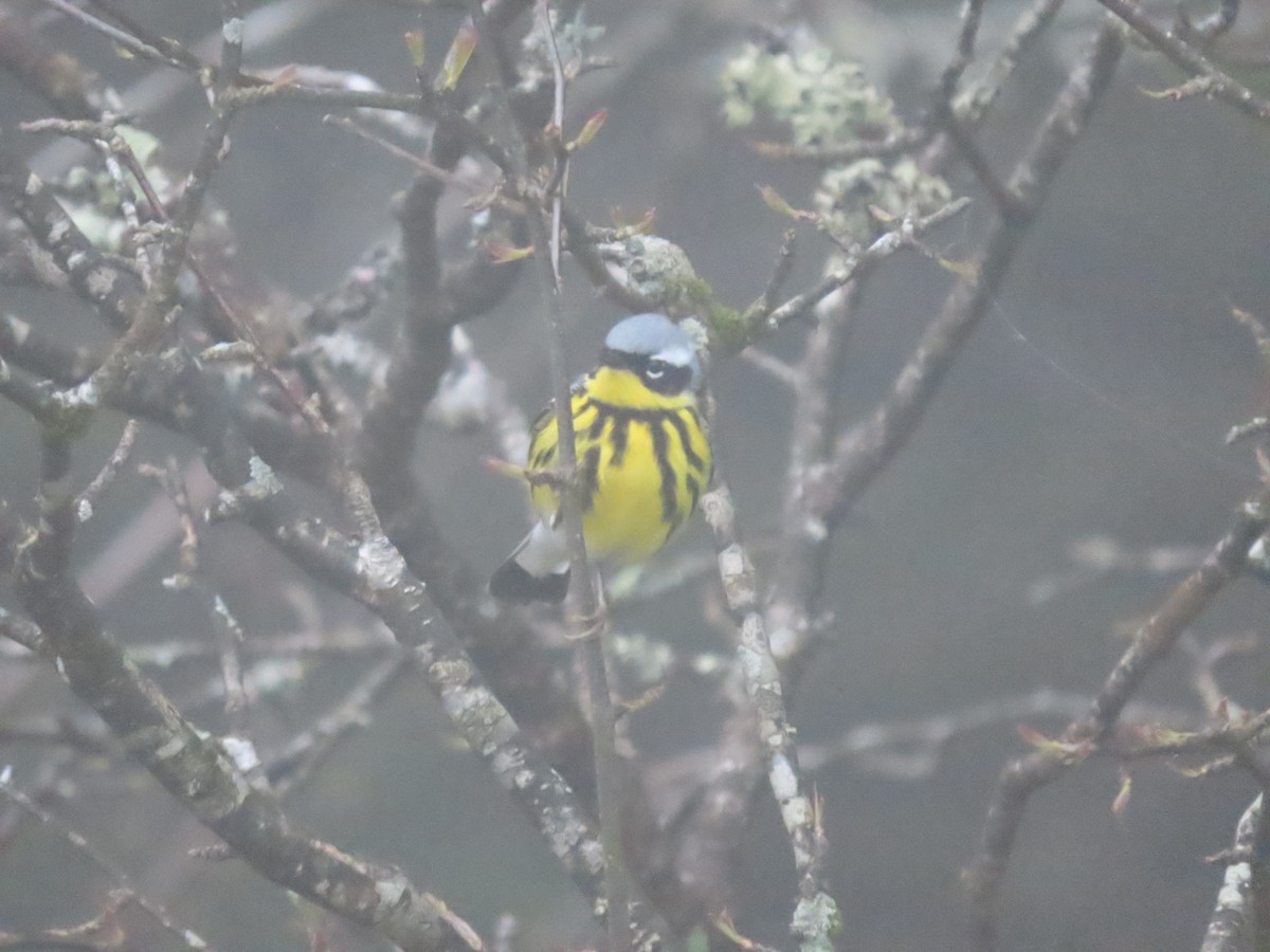 Magnolia Warbler - ML608654441