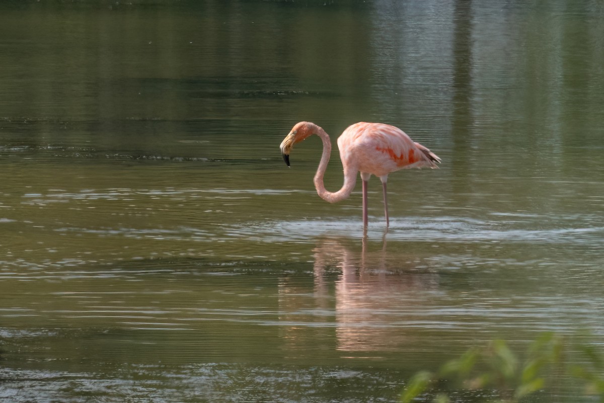 Flamant des Caraïbes - ML608654459