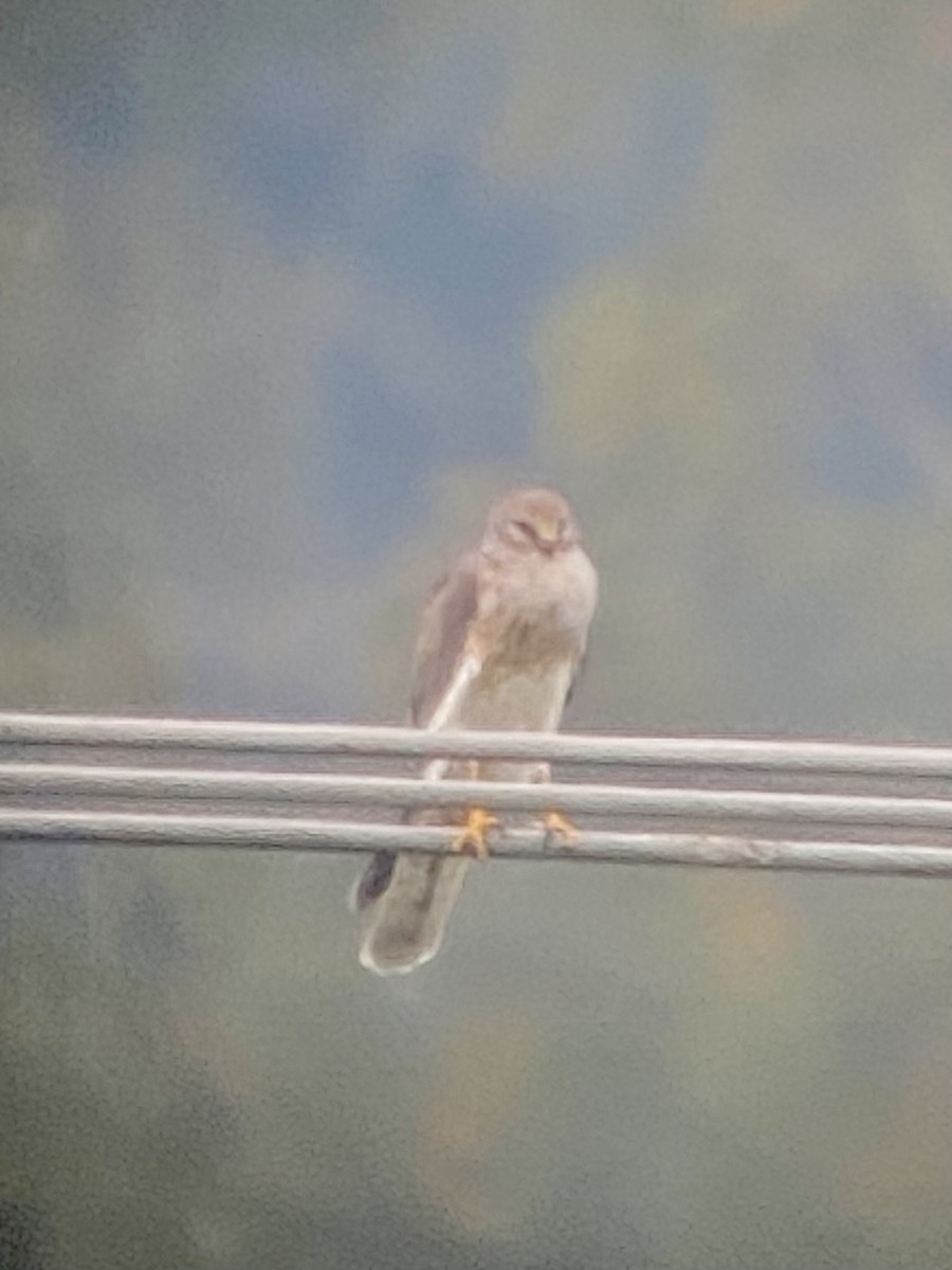 Pallid Harrier - ML608654526