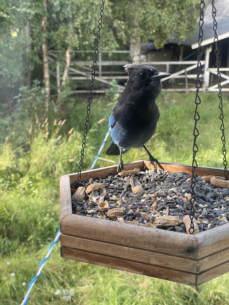 Steller's Jay - Justin Saunders