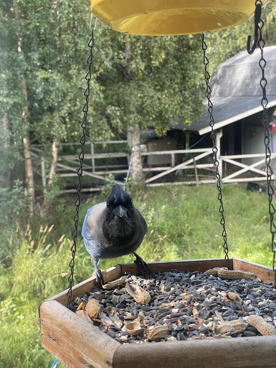 Steller's Jay - Justin Saunders