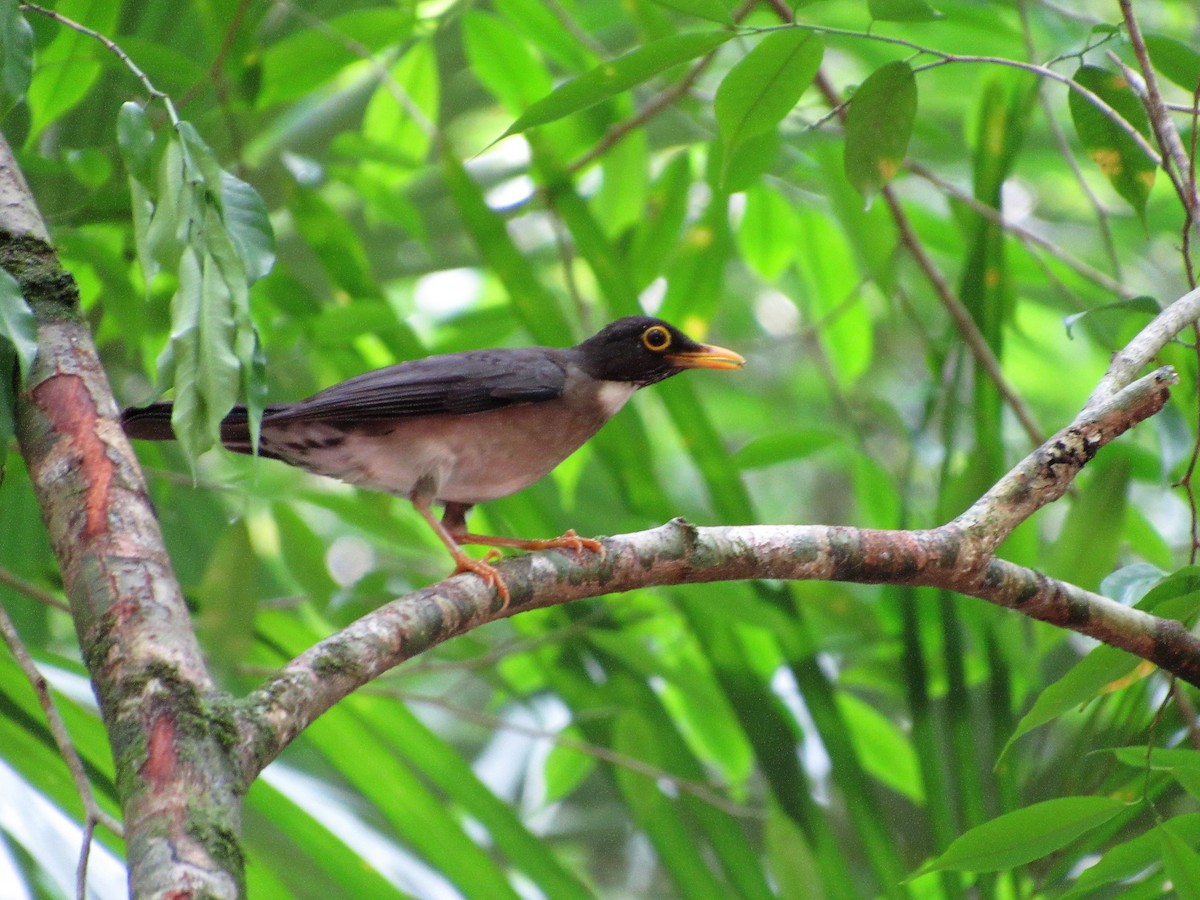 White-throated Thrush - ML60865461