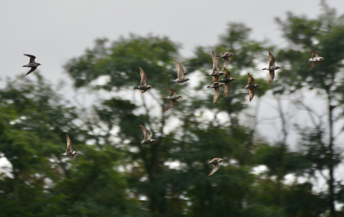 American Golden-Plover - ML608654706