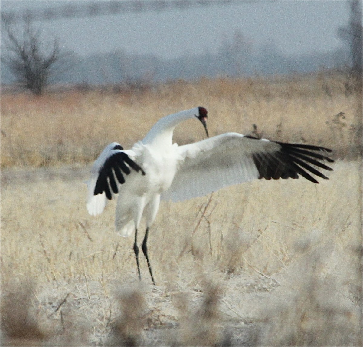 Whooping Crane - ML608654736