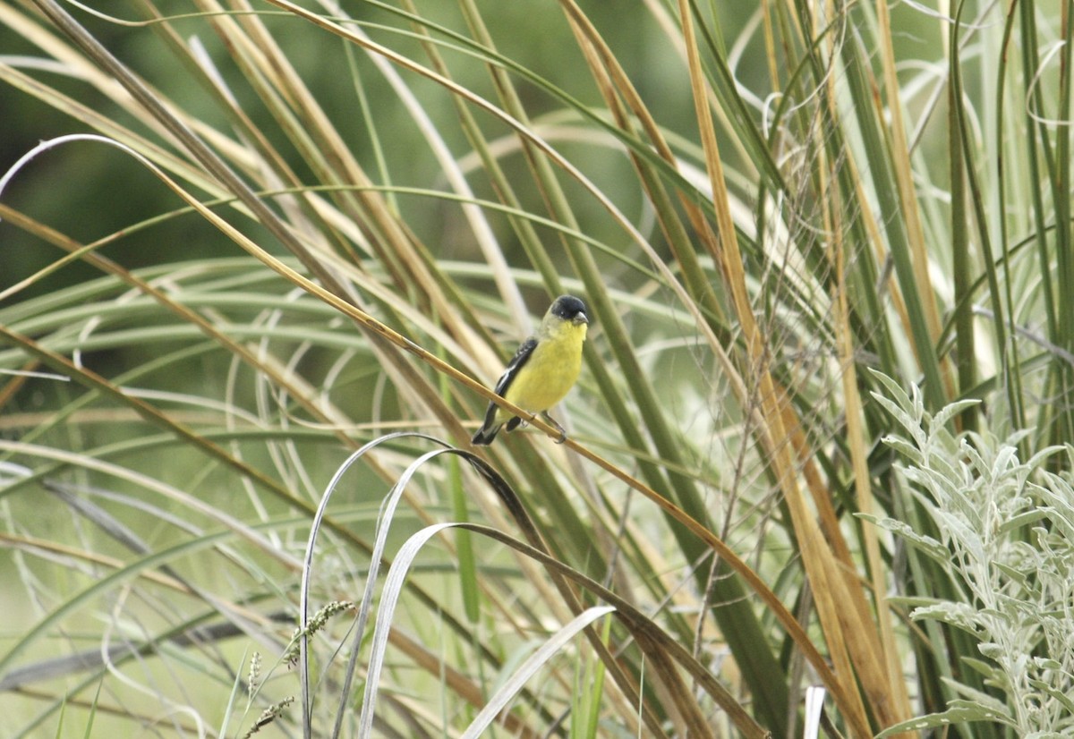 Lesser Goldfinch - ML608654745