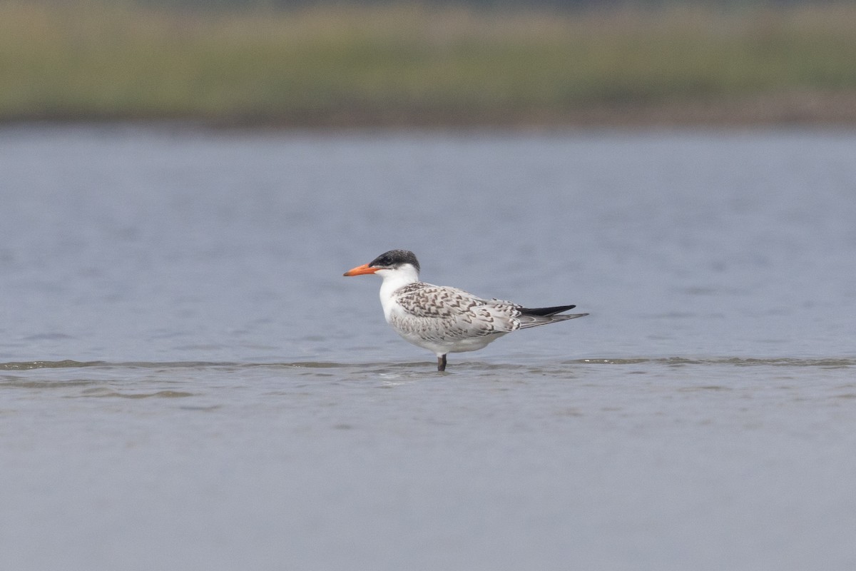 Caspian Tern - ML608654829