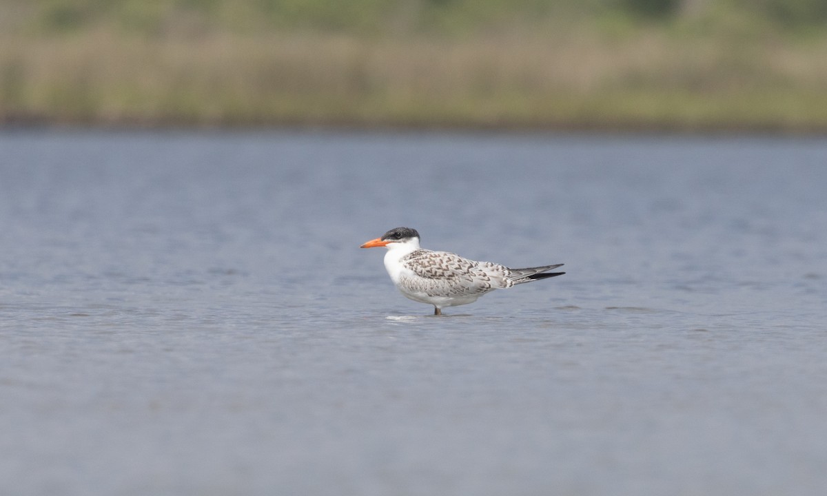 Caspian Tern - ML608654830