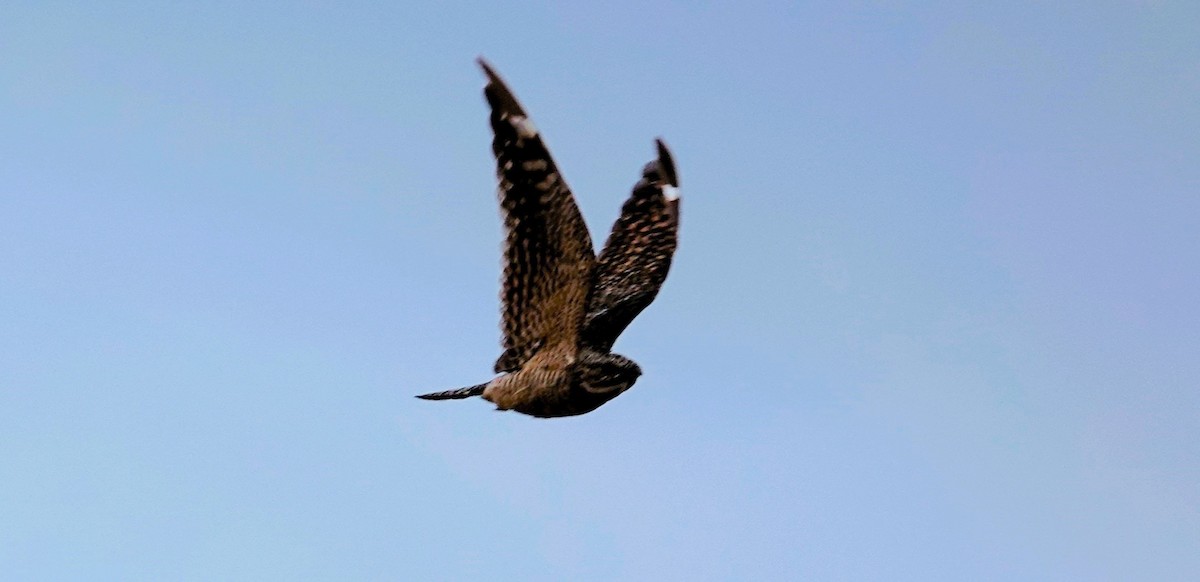 Lesser Nighthawk - TK Birder