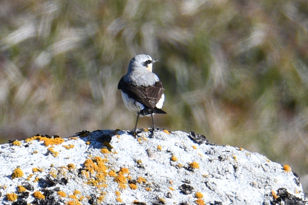 Адууч чогчиго - ML608655034