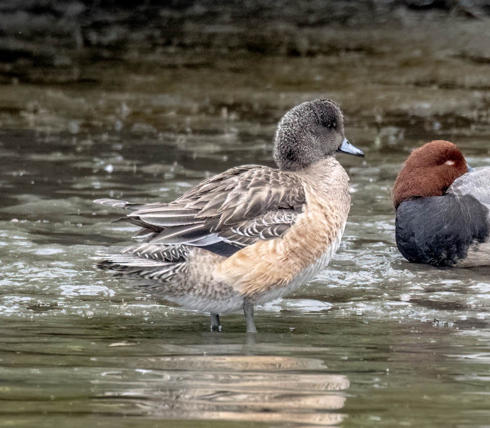 American Wigeon - ML608655083