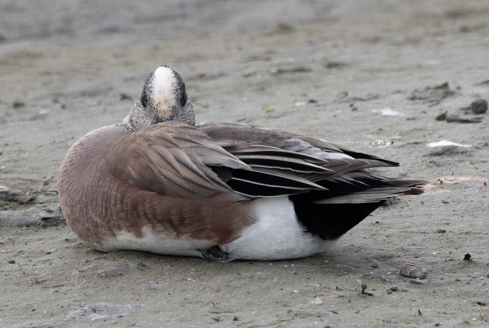 American Wigeon - ML608655084