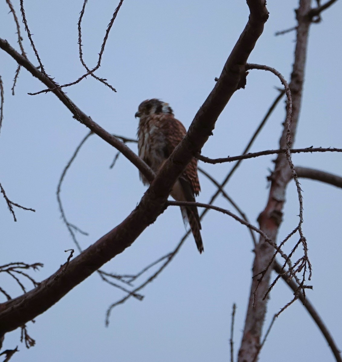 American Kestrel - ML608655143