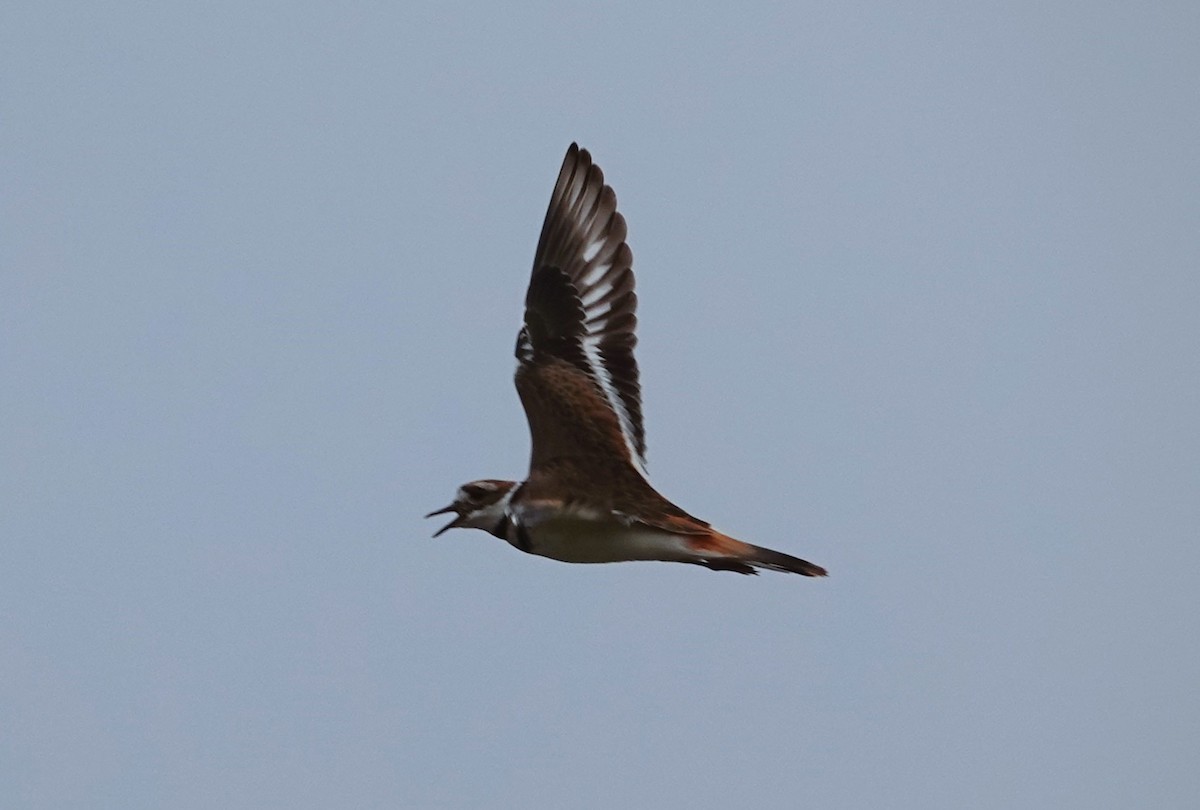 Killdeer - ML608655168