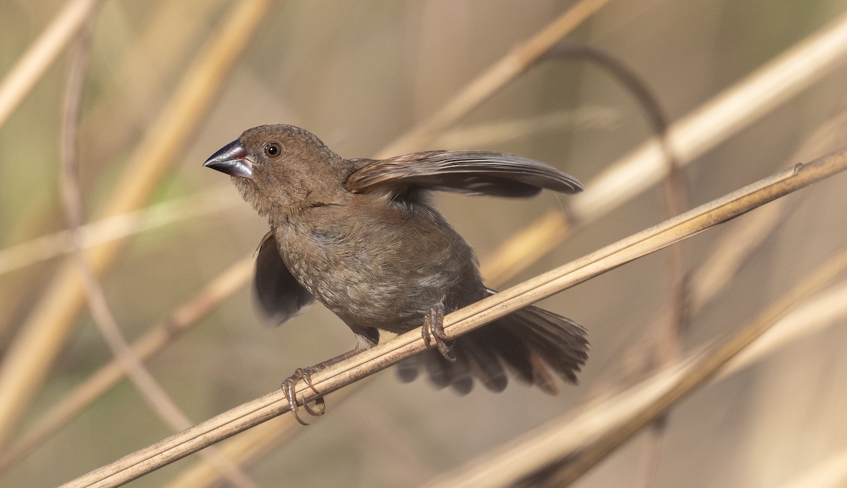 Crimson Finch - Philip Griffin