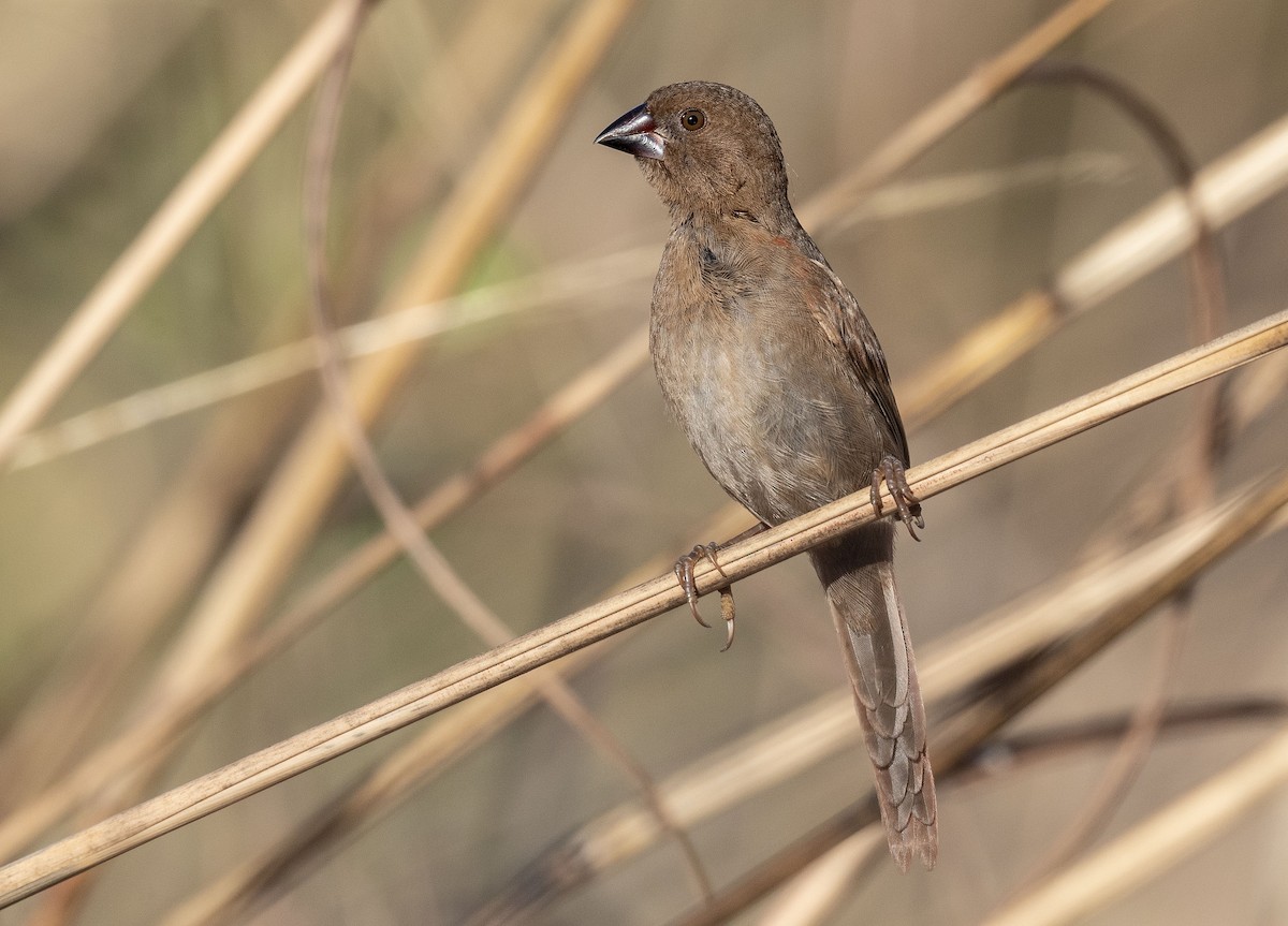 Crimson Finch - ML608655178