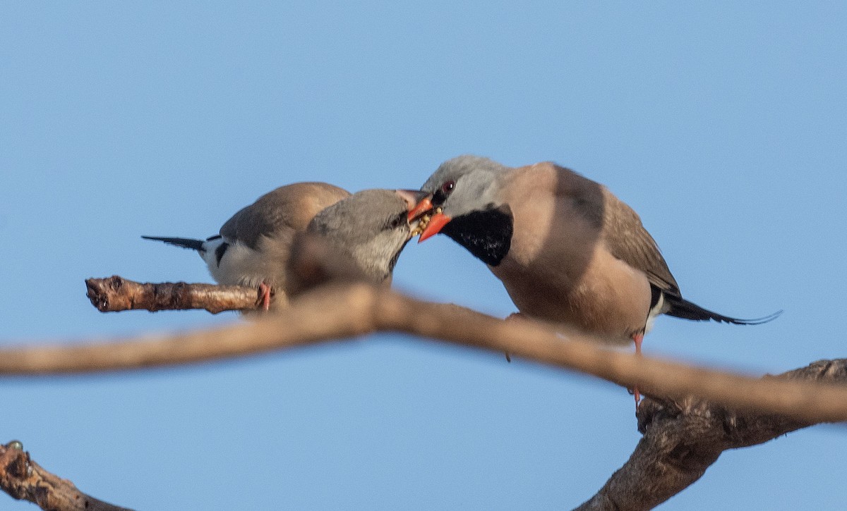 Long-tailed Finch - ML608655186