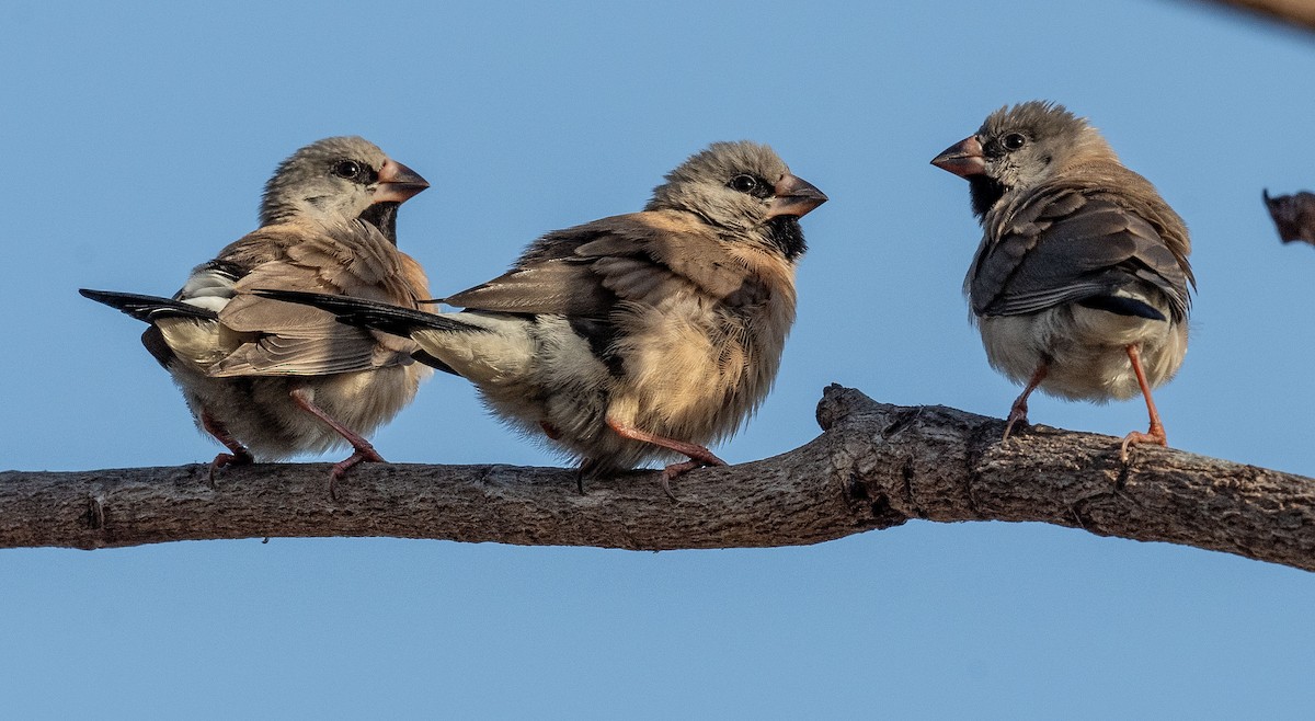 Long-tailed Finch - ML608655187