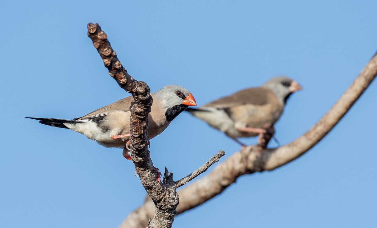 Long-tailed Finch - ML608655192