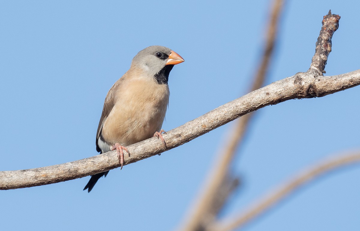 Long-tailed Finch - ML608655194