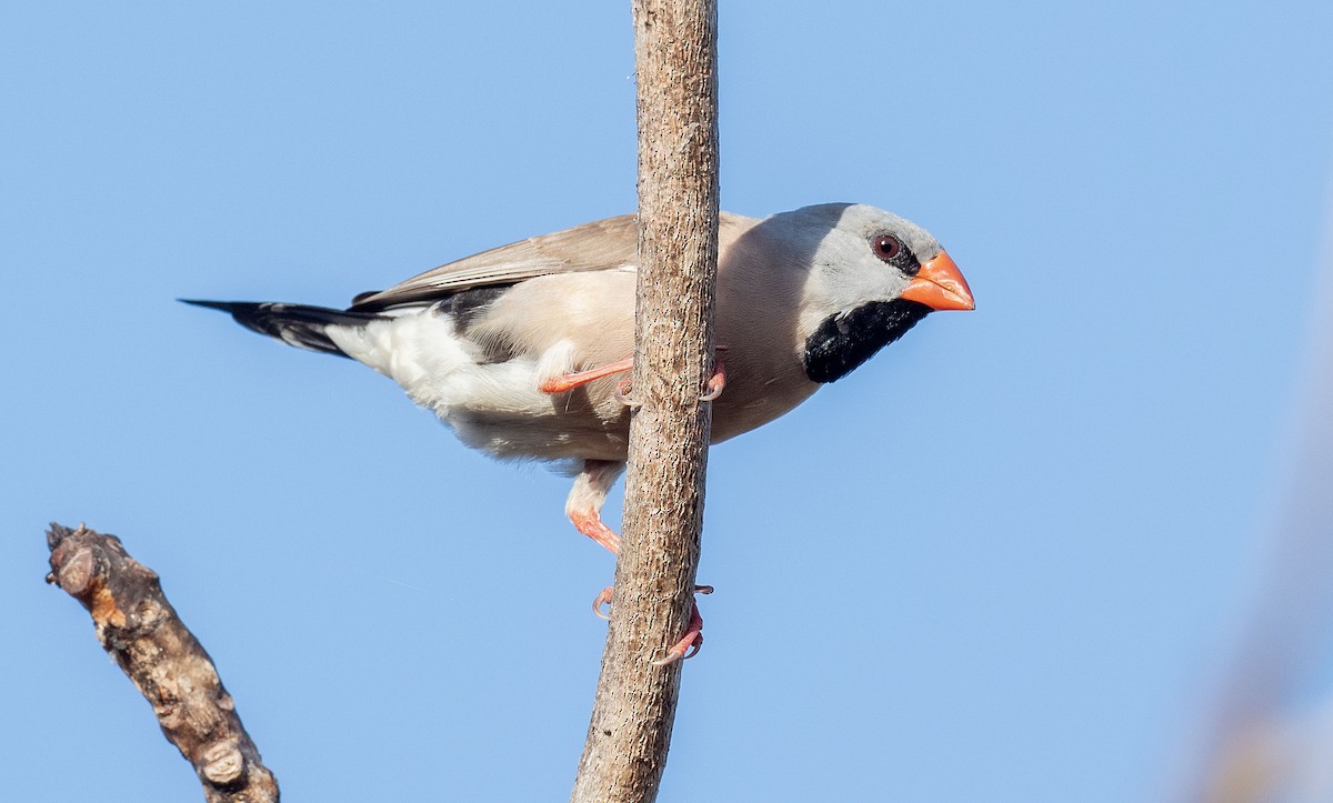 Long-tailed Finch - Philip Griffin