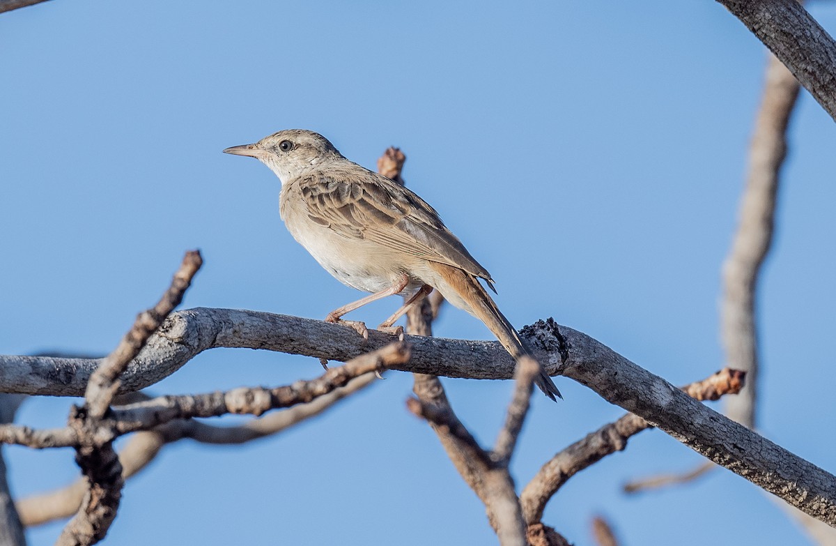 Rufous Songlark - Philip Griffin