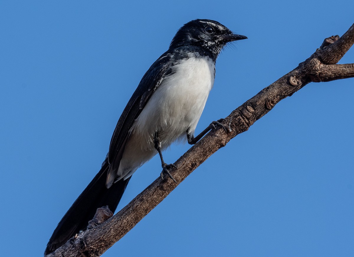 Willie-wagtail - Philip Griffin