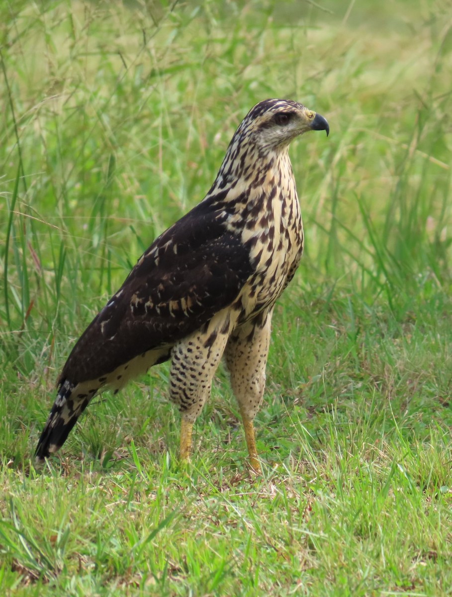 Great Black Hawk - Jes Christian Bech