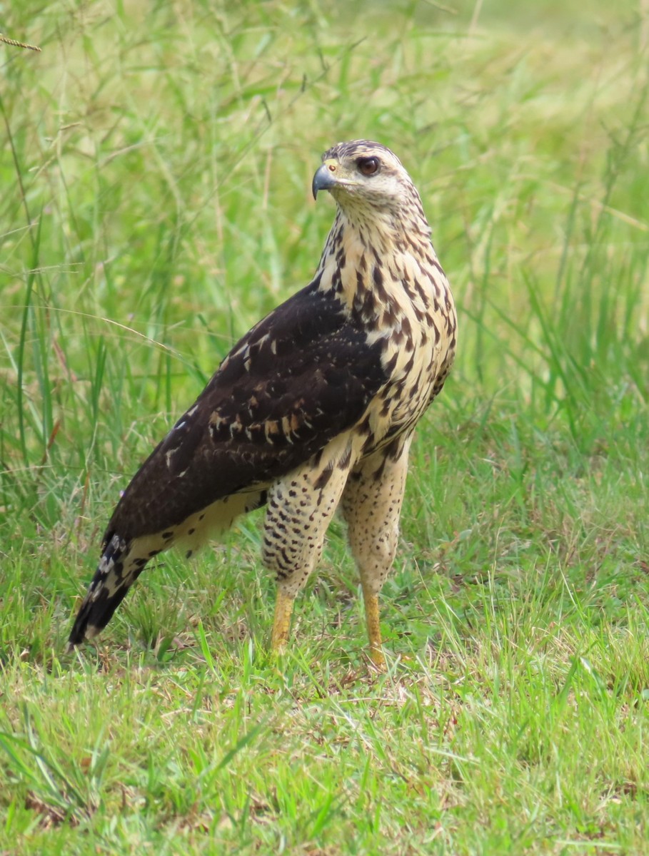 Great Black Hawk - Jes Christian Bech