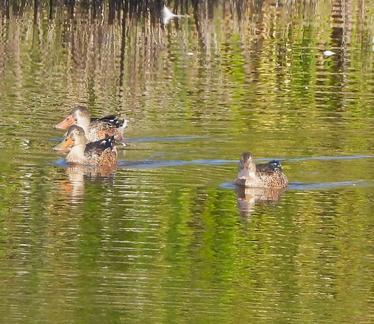 Northern Shoveler - ML608655316