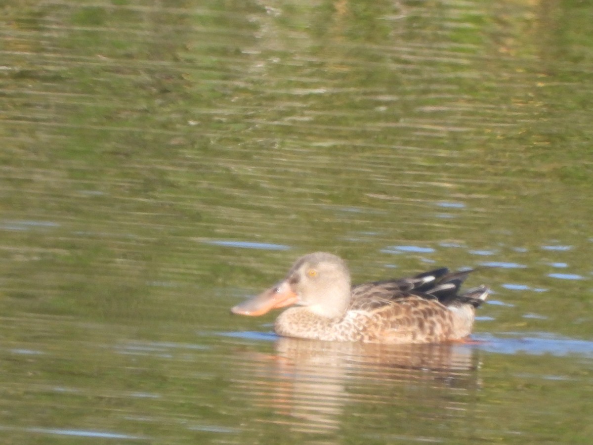 Northern Shoveler - ML608655317