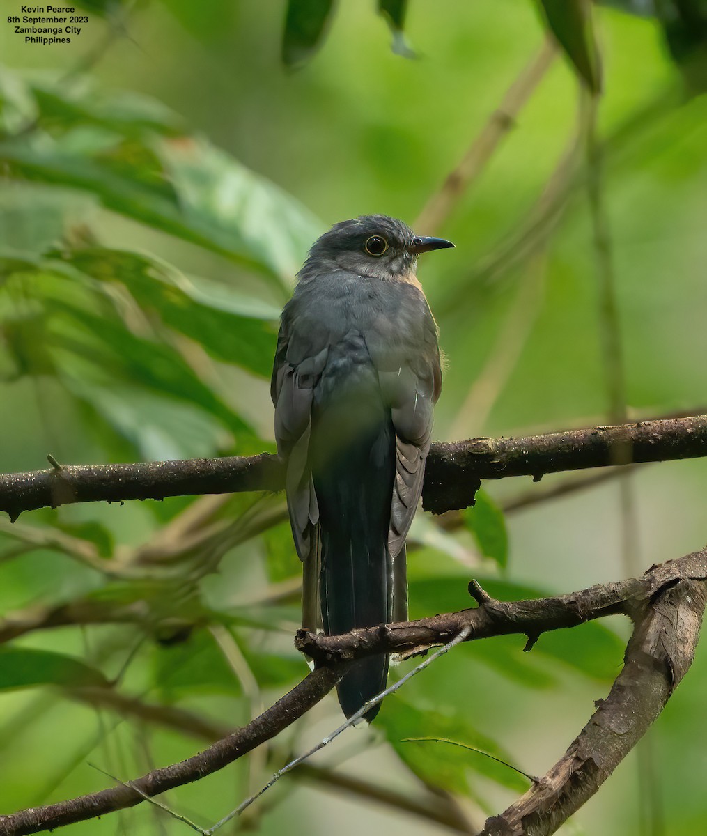 Brush Cuckoo - ML608655423