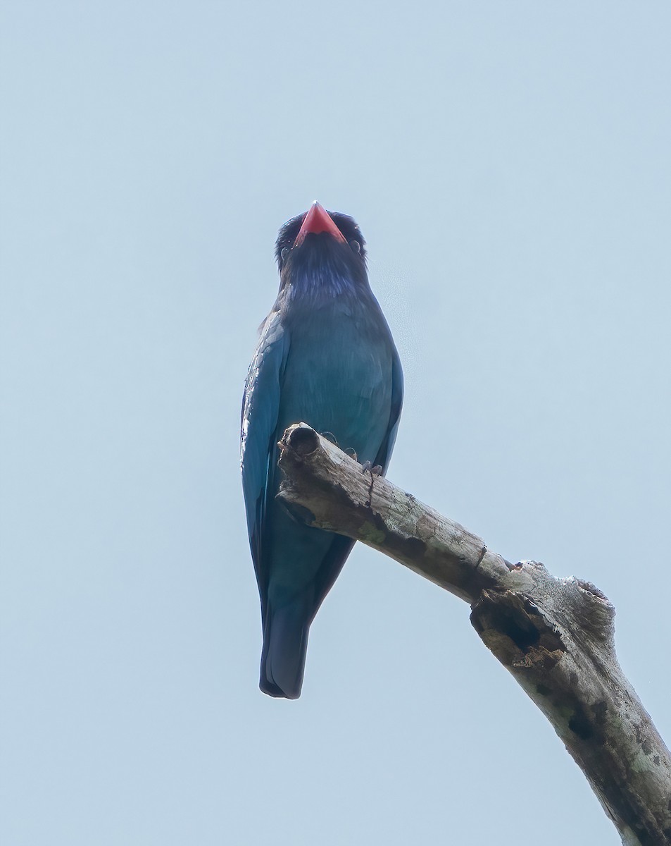 Dollarbird - ML608655471