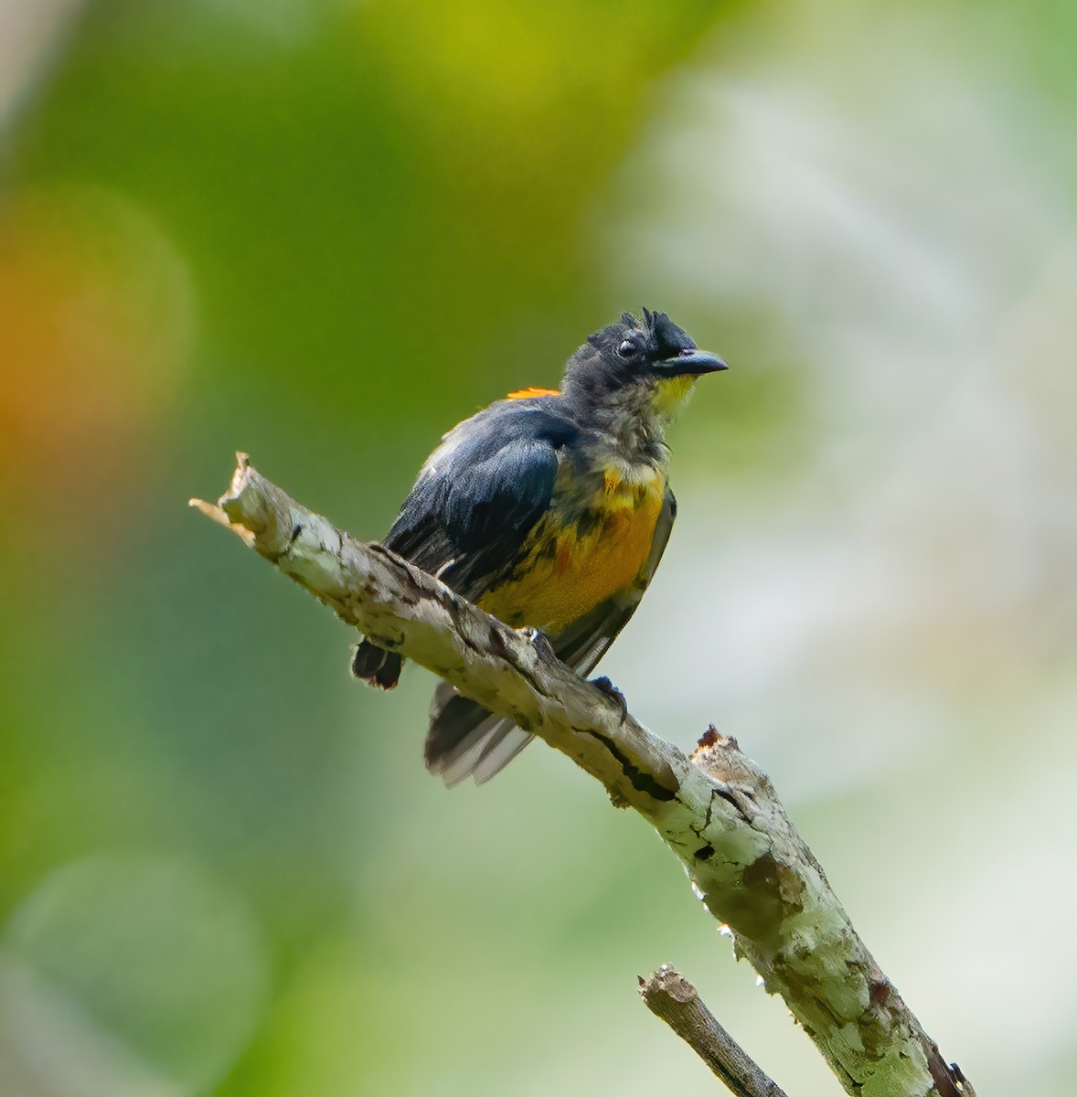 Orange-bellied Flowerpecker - Kevin Pearce