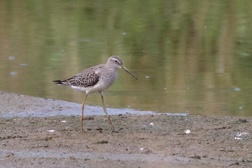 Stilt Sandpiper - ML608655767