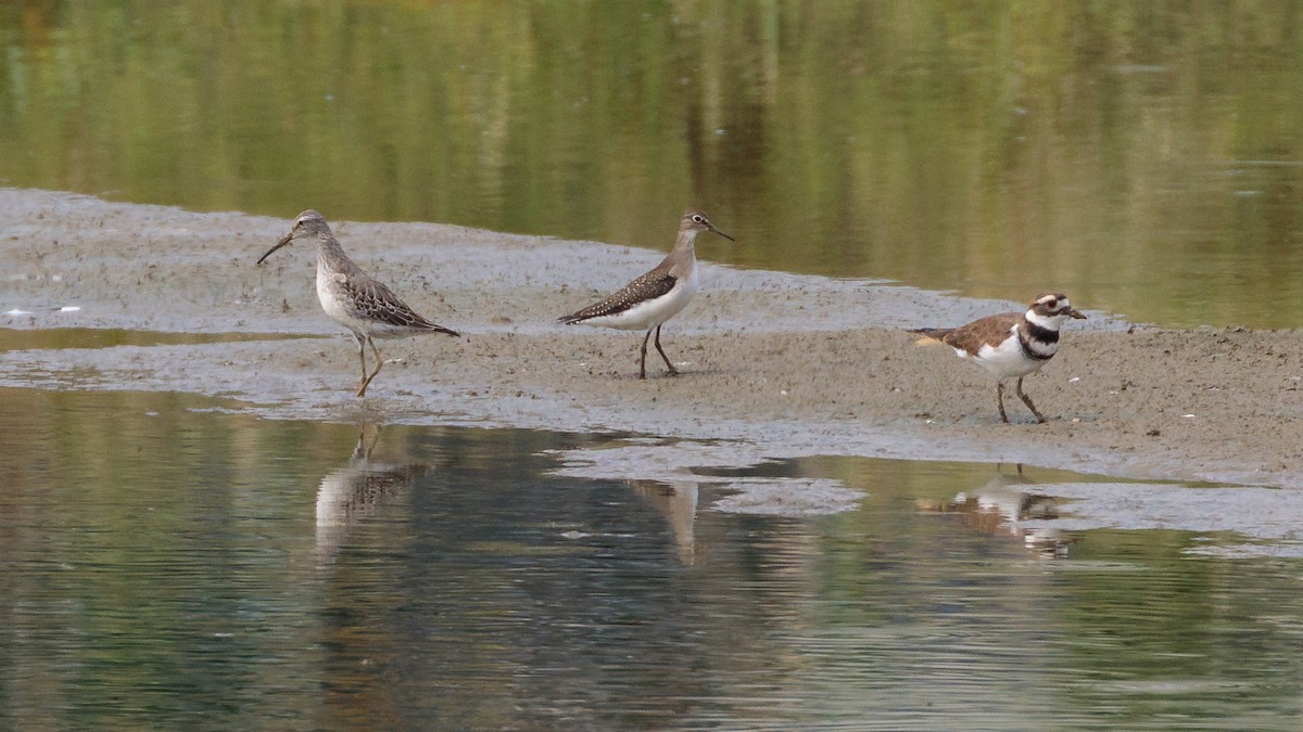 Stilt Sandpiper - ML608655768