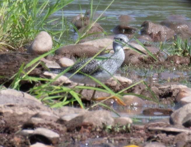 Greater Yellowlegs - ML608655791