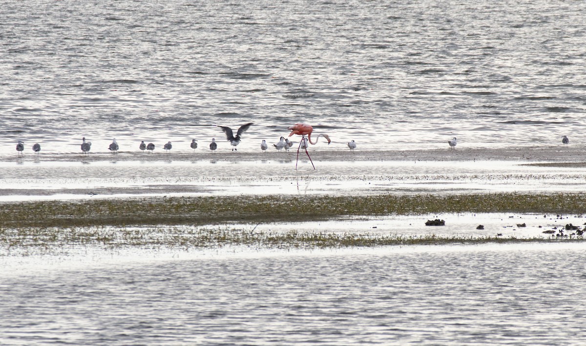 American Flamingo - ML608655927