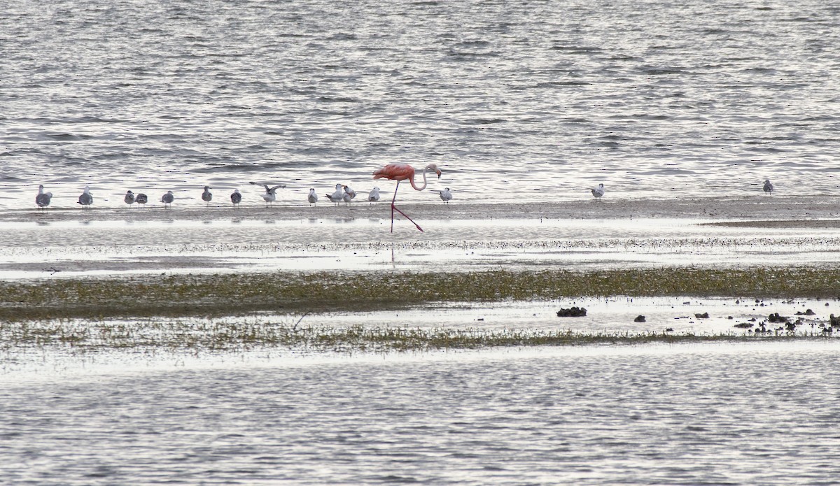 American Flamingo - ML608655928