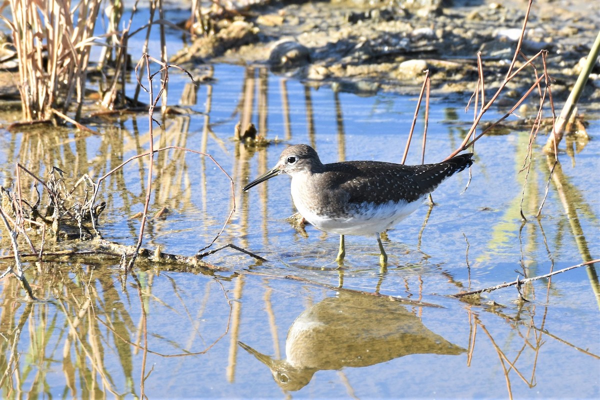 Solitary Sandpiper - James Hoffman