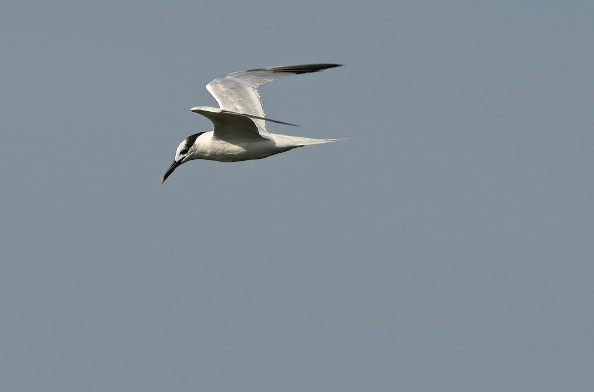 Sandwich Tern - ML608656301