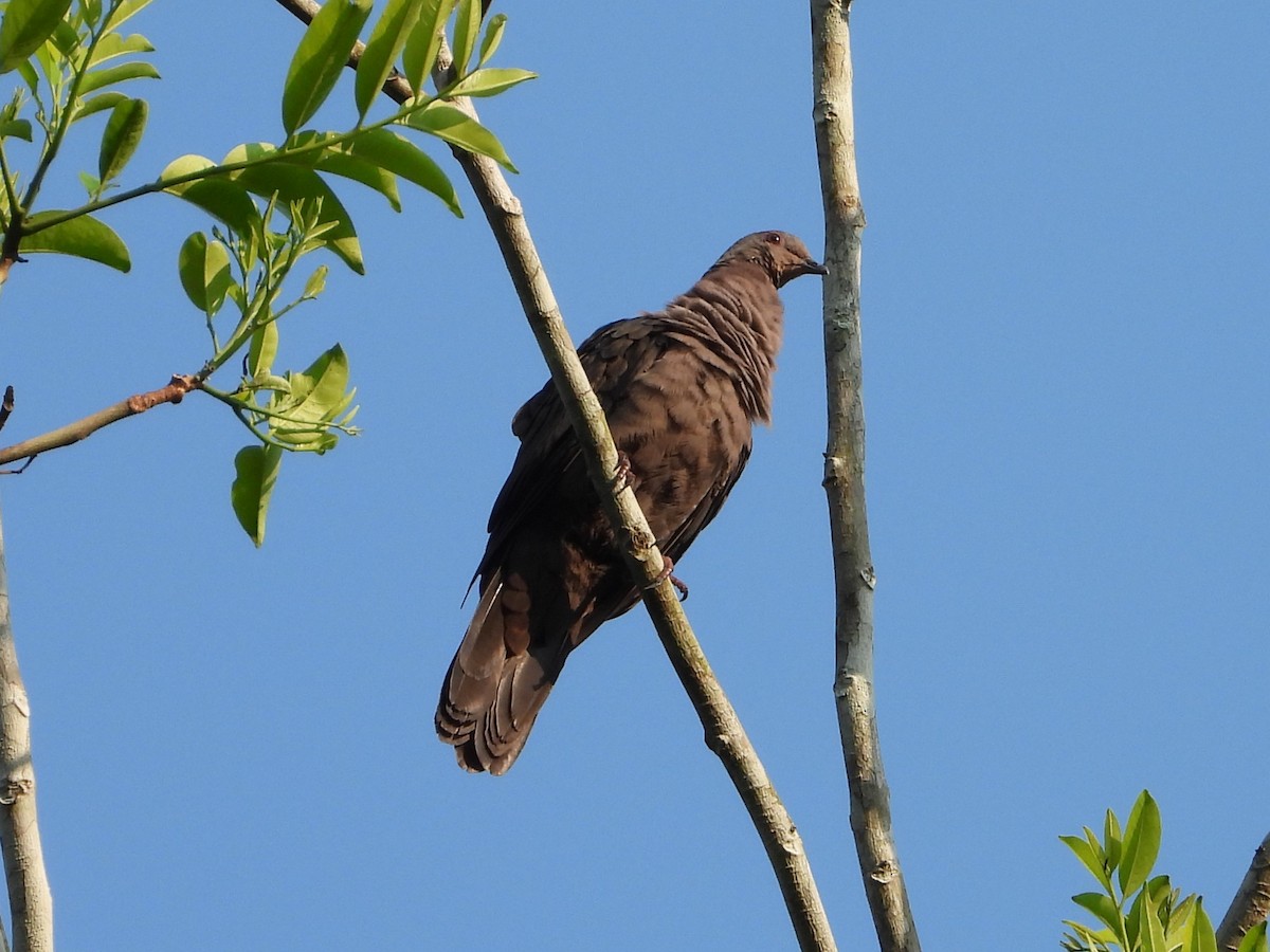 Ruddy Pigeon - ML608656385