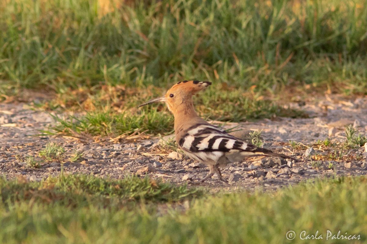 Eurasian Hoopoe - ML608656398