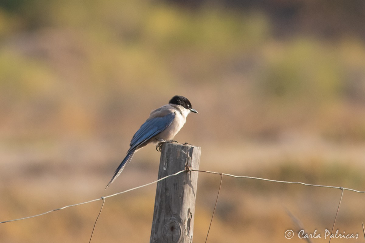 Iberian Magpie - ML608656419