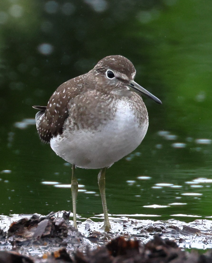 Solitary Sandpiper - ML608656648