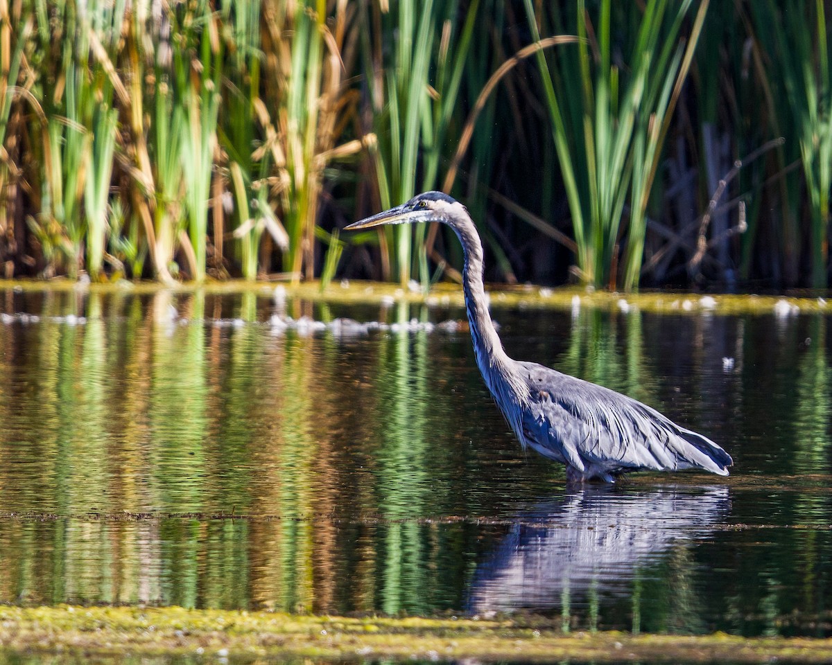 Great Blue Heron - ML608656799