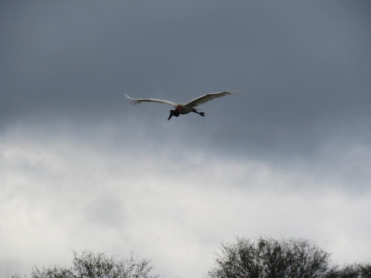 Jabiru - Miguel  C