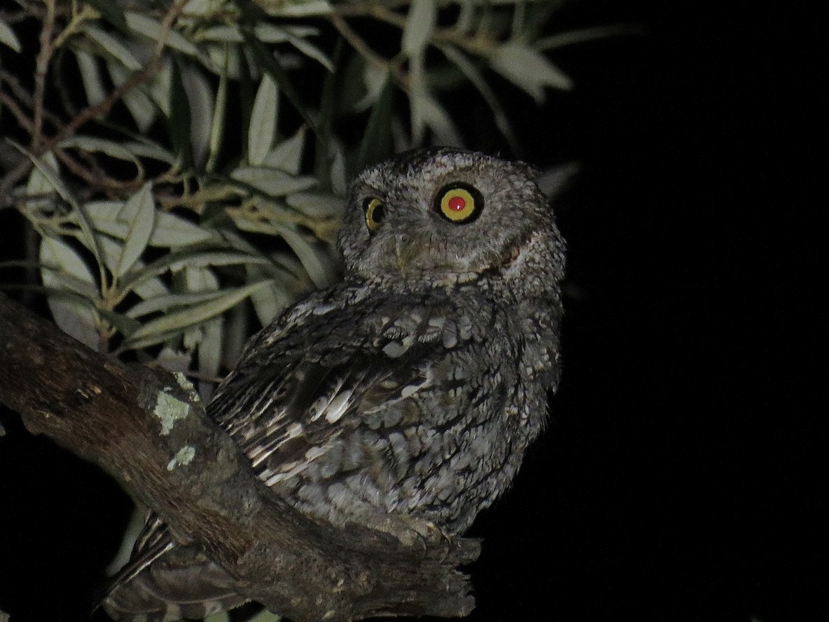 Whiskered Screech-Owl - ML608656951