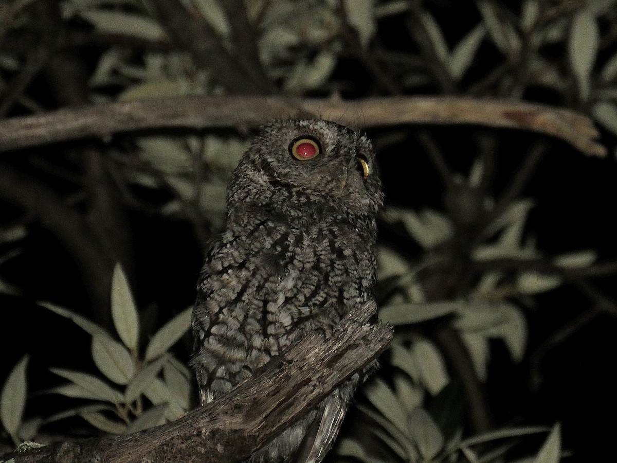 Whiskered Screech-Owl - ML608656952