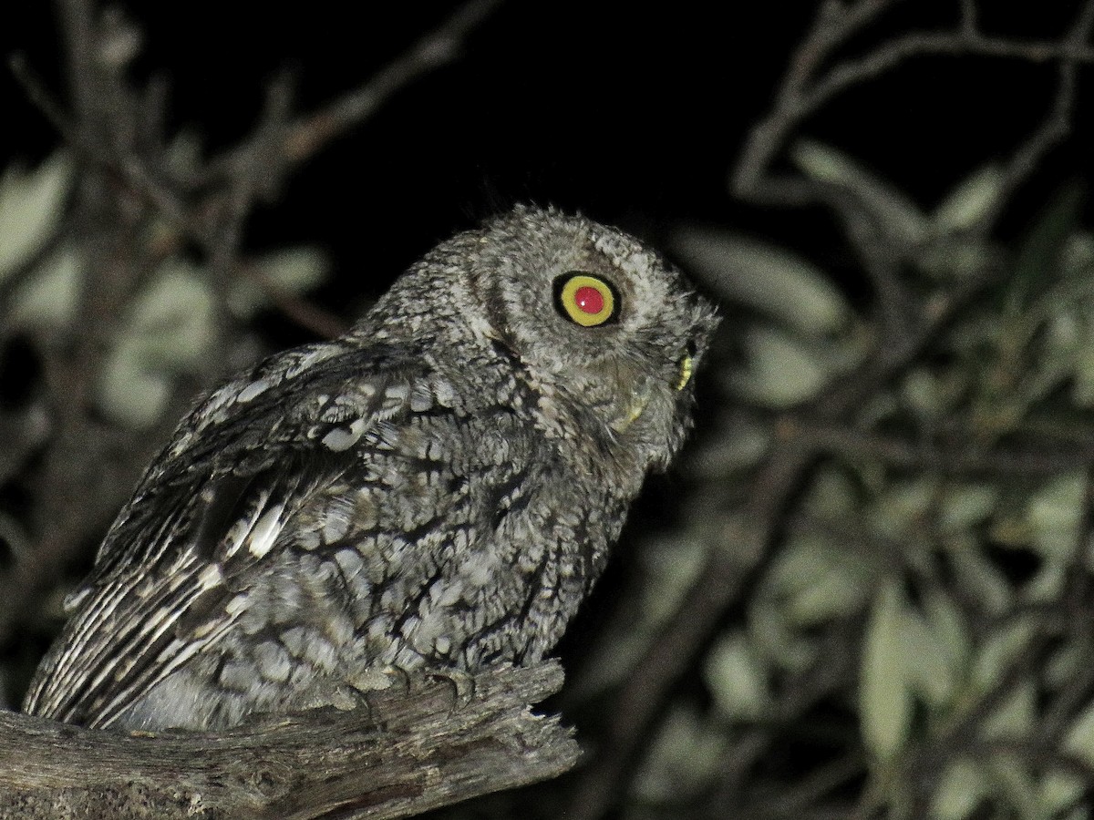 Whiskered Screech-Owl - ML608656953