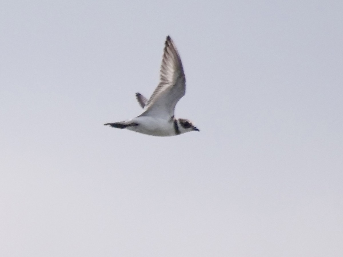 Semipalmated Plover - ML608657058